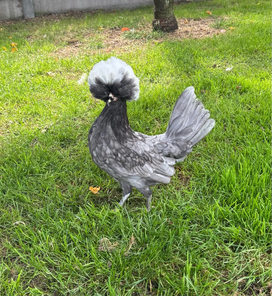Seramas/polish/wyandotte/quail - Image 1