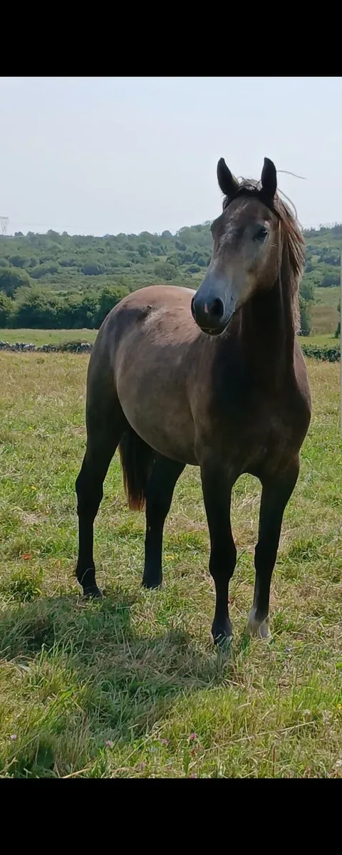 Two year old gelding - Image 3