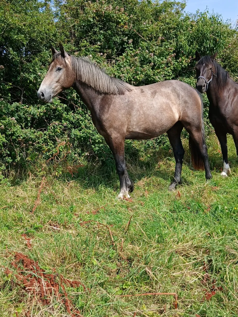 Two year old gelding - Image 4