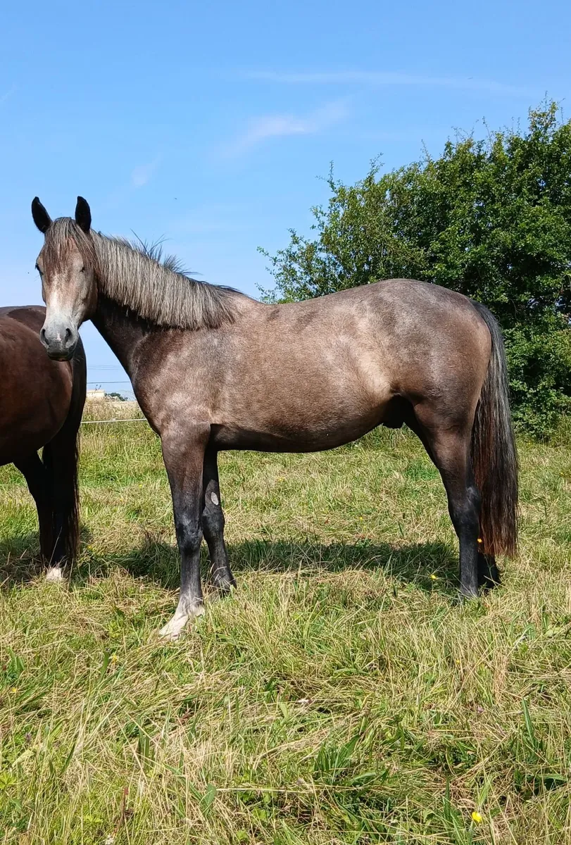 Two year old gelding - Image 2