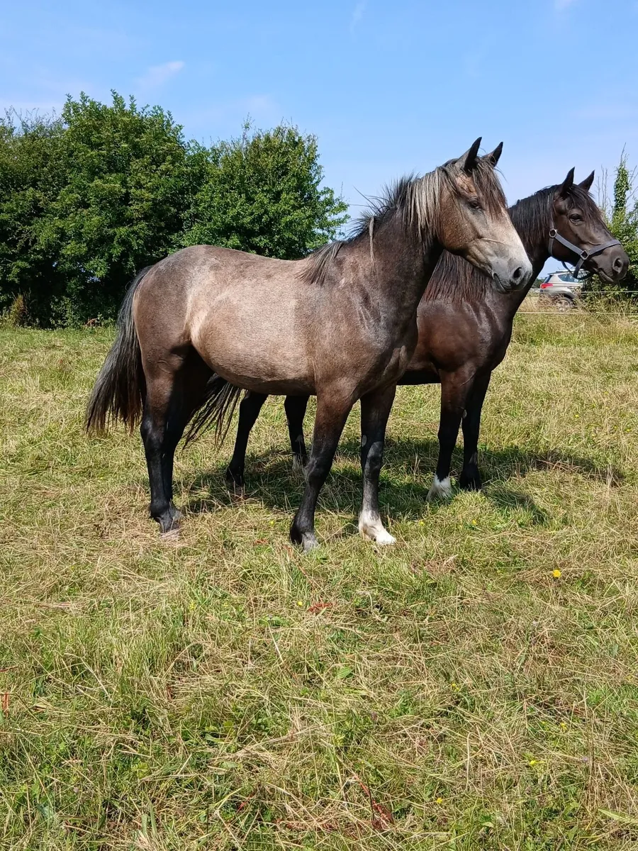 Two year old gelding - Image 1