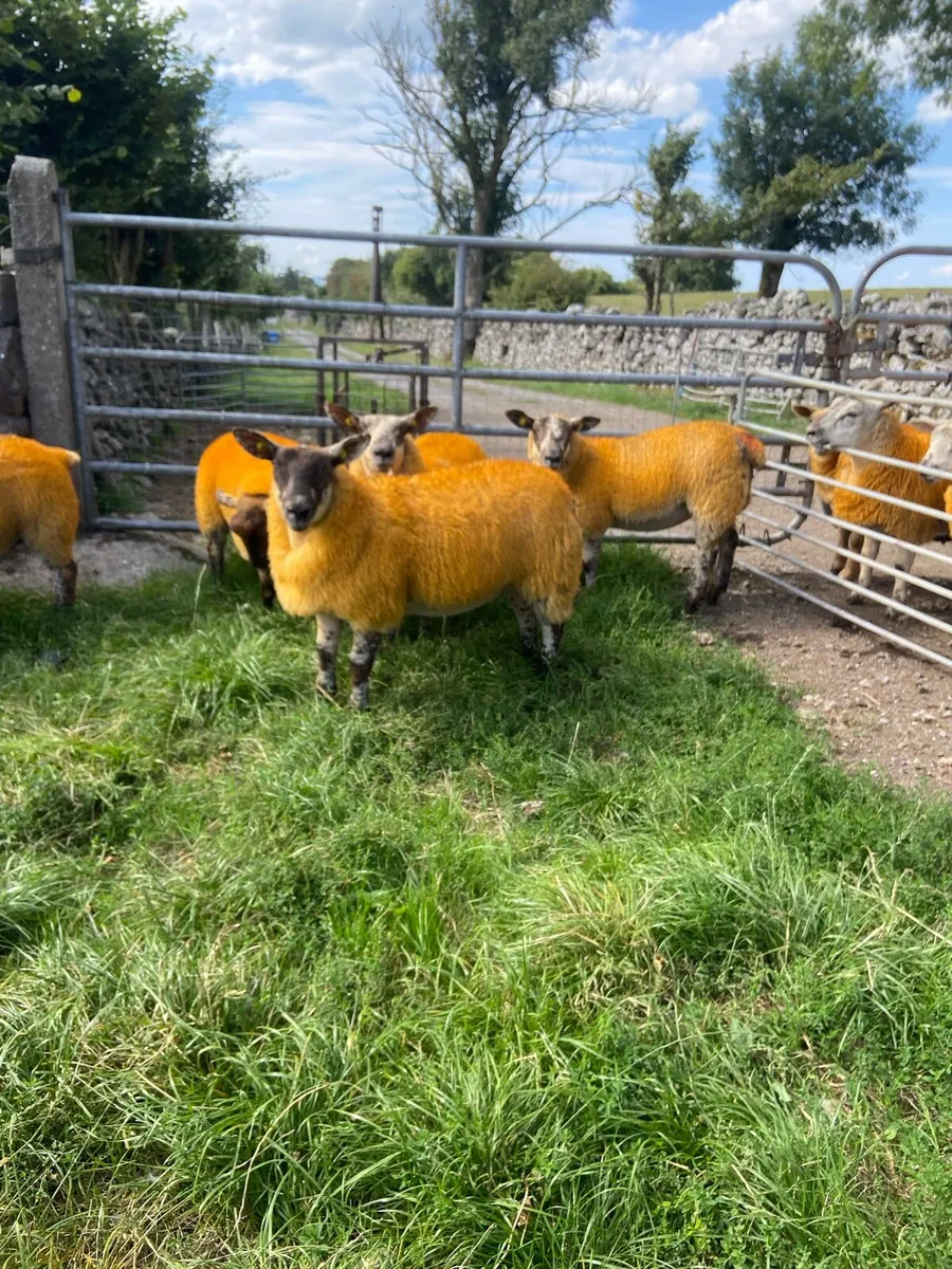 🔥Texel X lambs 🔥 - Image 1