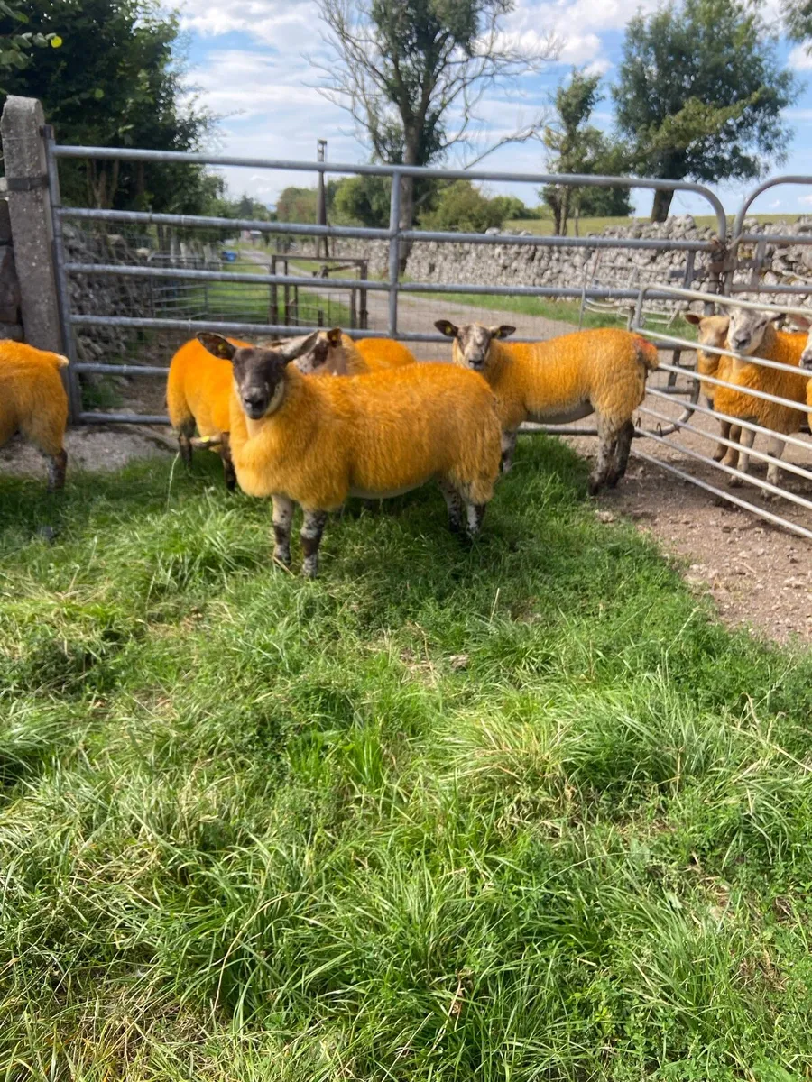 🔥Texel X lambs 🔥 - Image 2