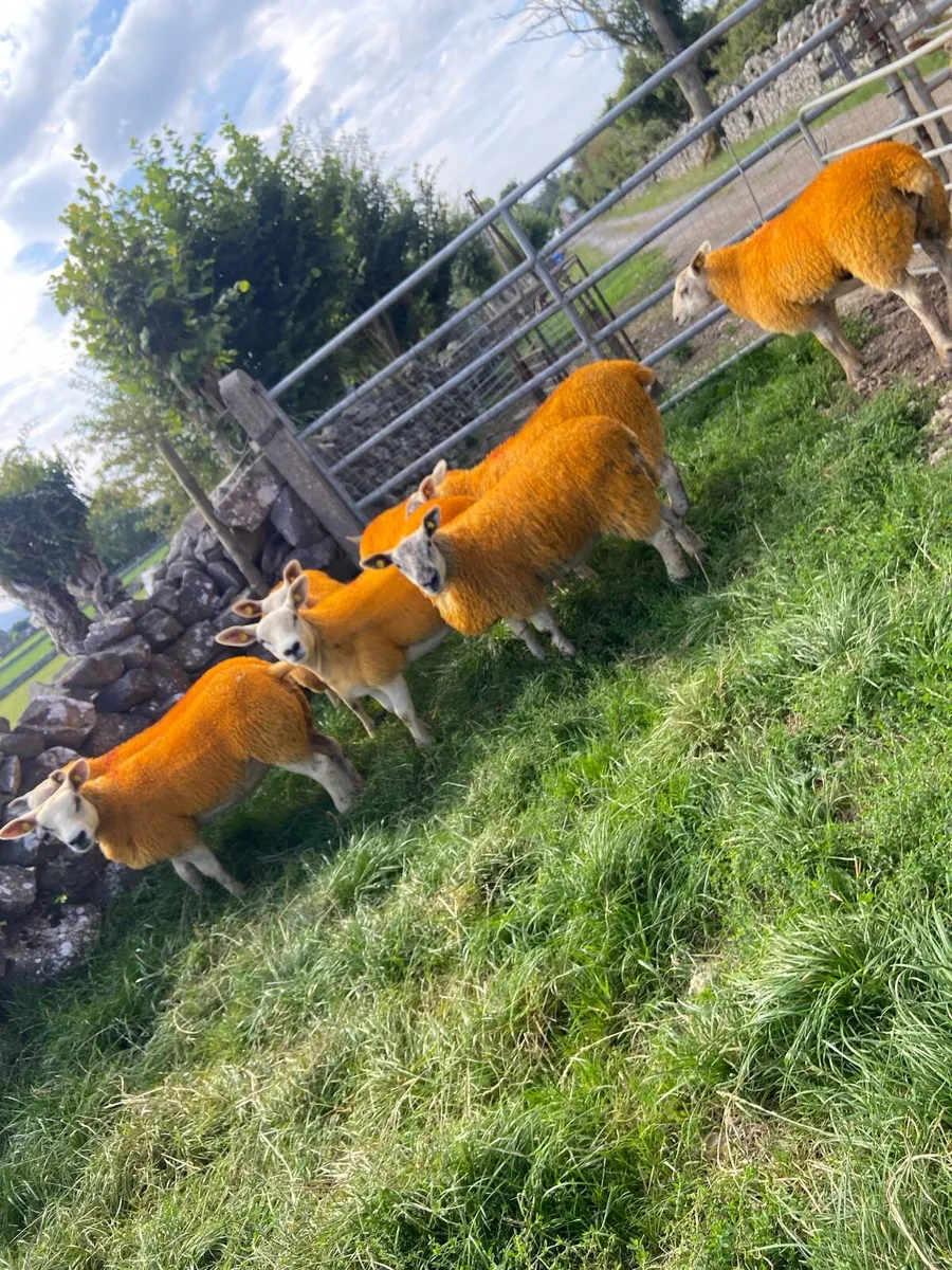 🔥Texel X lambs 🔥 - Image 2