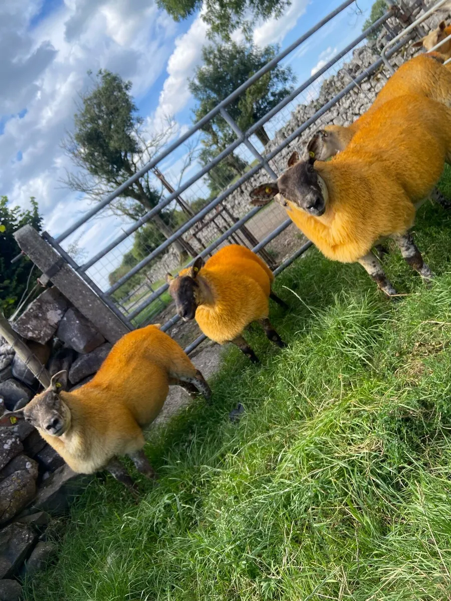 🔥Texel X lambs 🔥 - Image 3