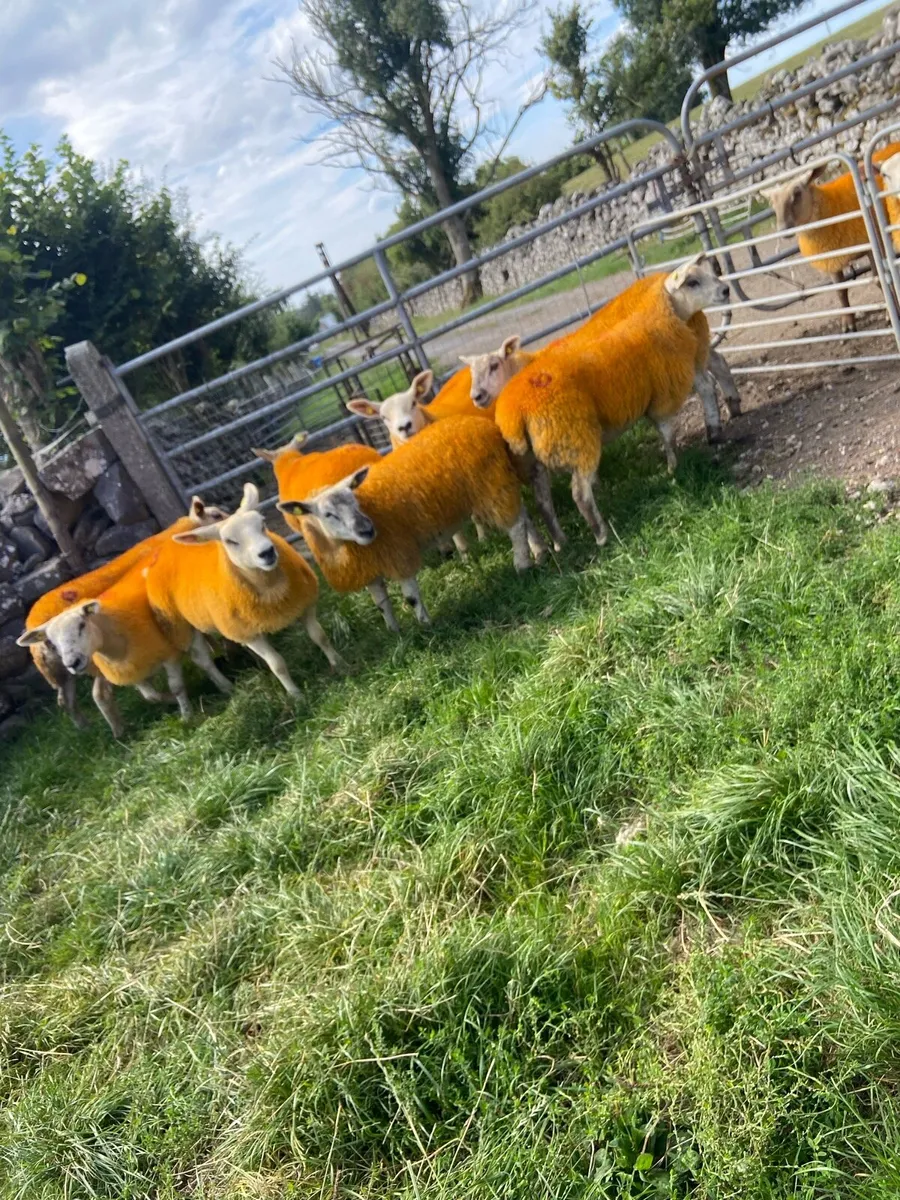 🔥Texel X lambs 🔥 - Image 4