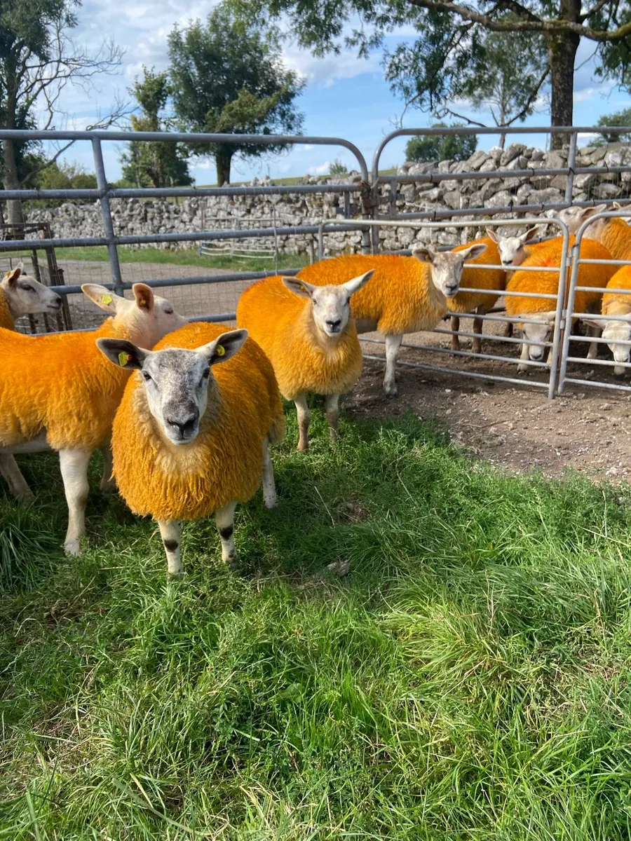 🔥Texel X lambs 🔥 - Image 3