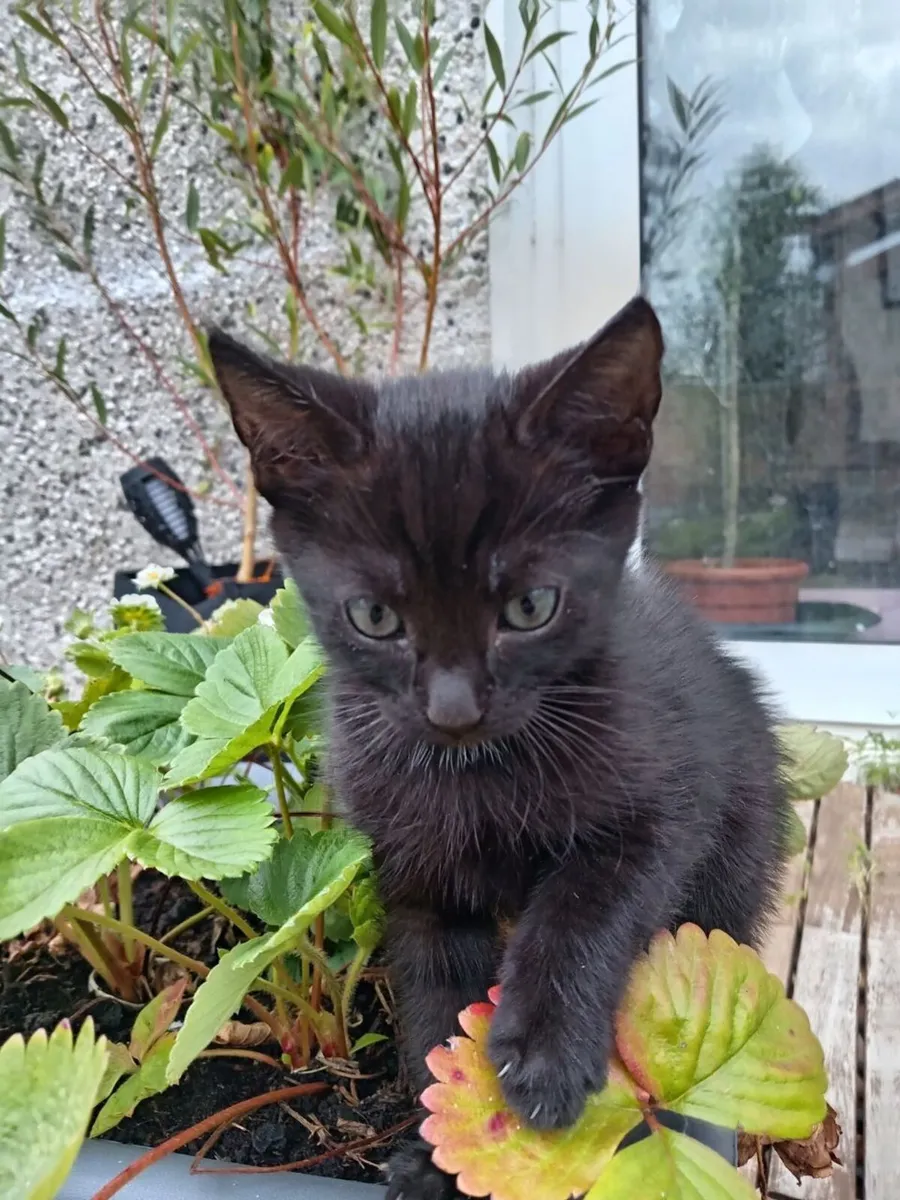 Main Coon Kittens (half  breed) - Image 3