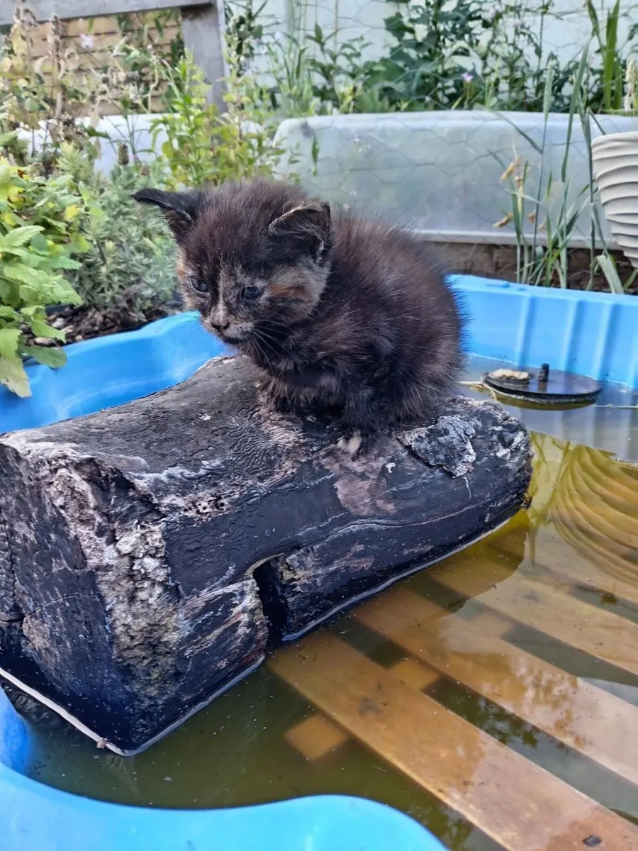 Main Coon Kittens (half  breed) - Image 4