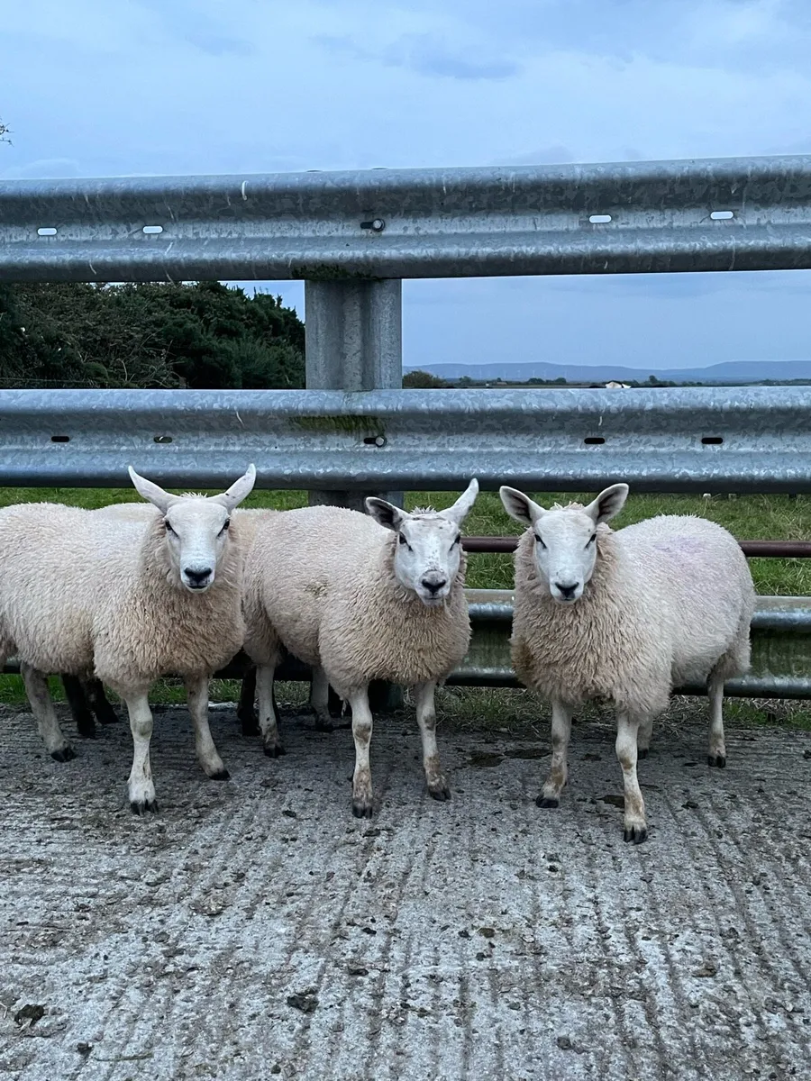 Ewe Lamb Breeders - Image 1