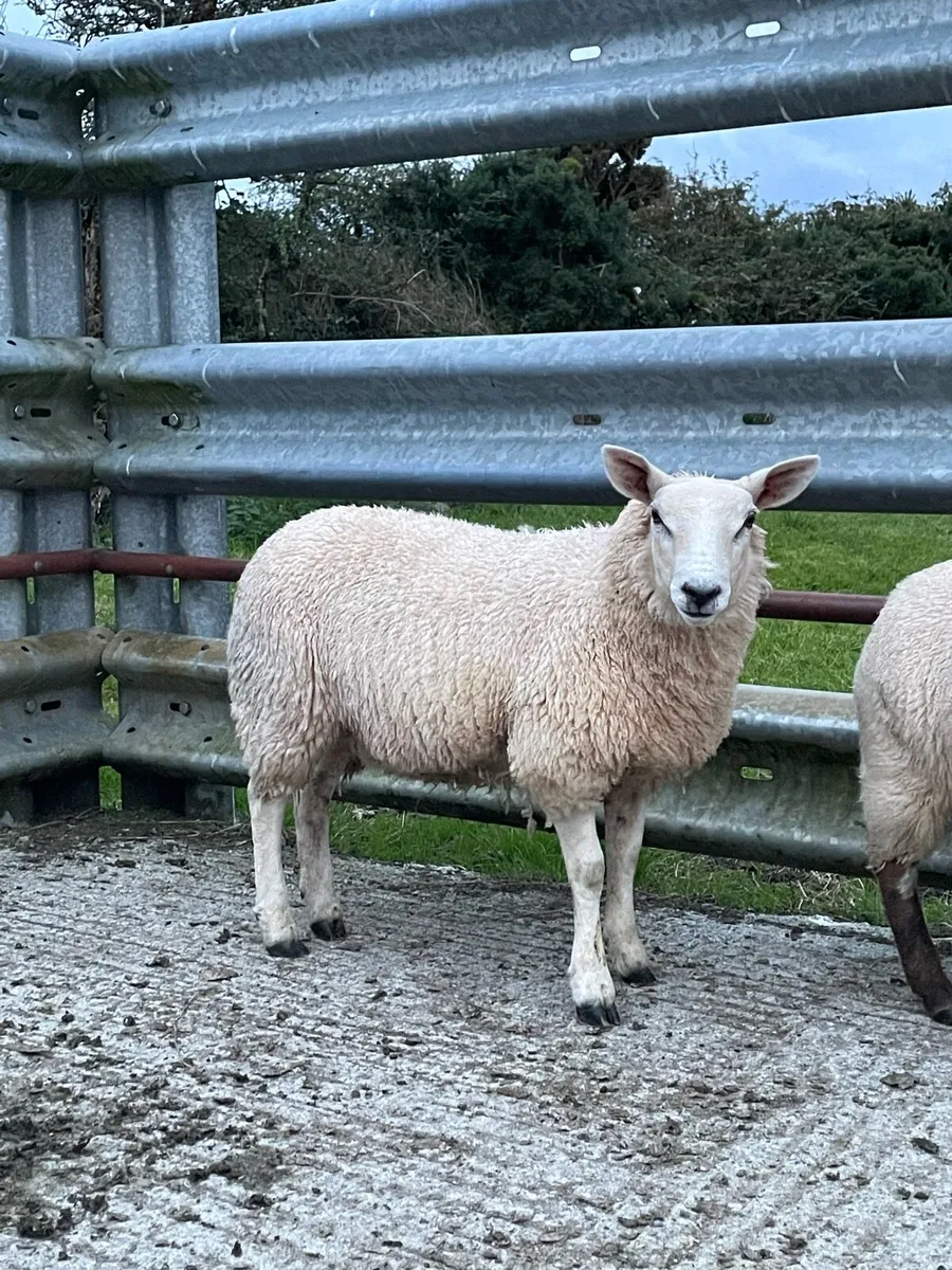 Ewe Lamb Breeders - Image 2