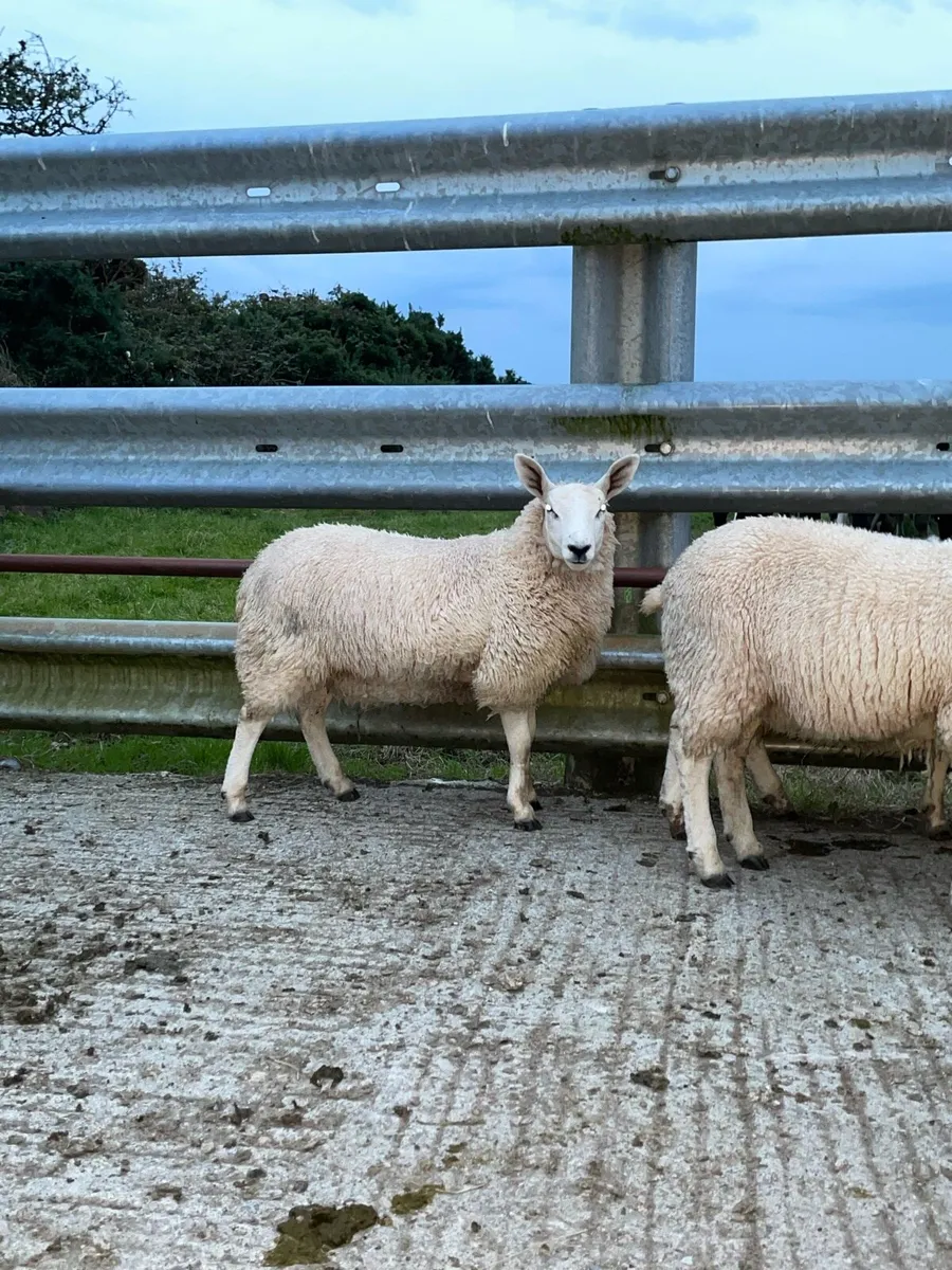 Ewe Lamb Breeders - Image 3