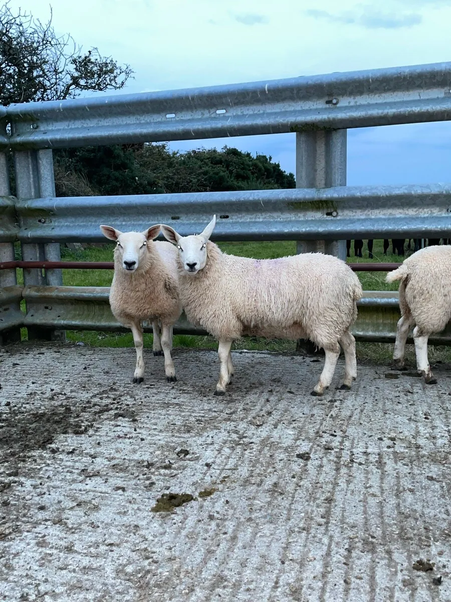 Ewe Lamb Breeders - Image 4