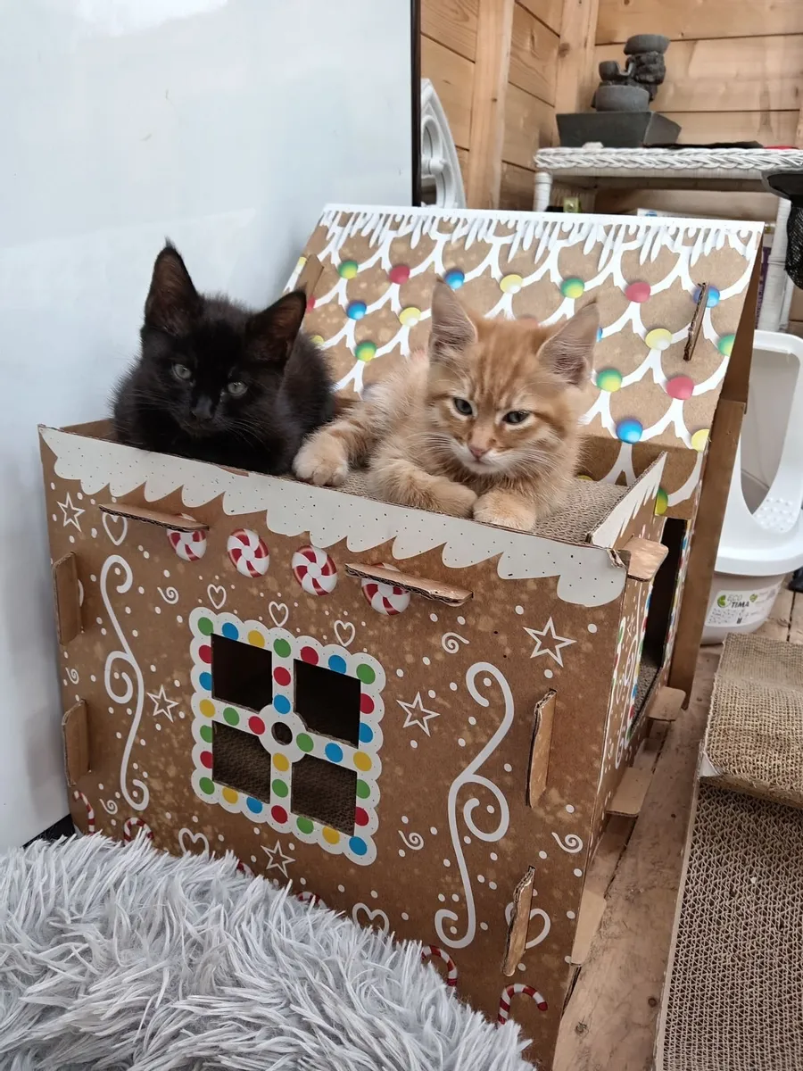 Main Coon Kittens (half  breed) - Image 1