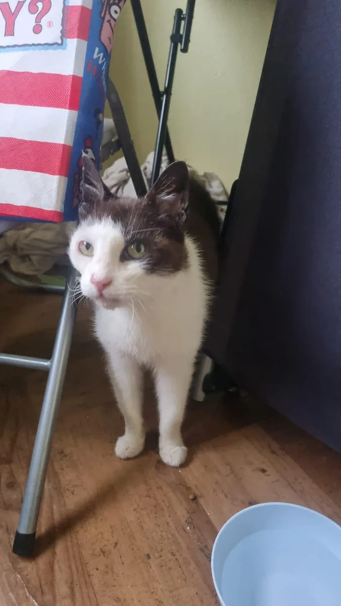 Minnie 5yo female cat - Image 2