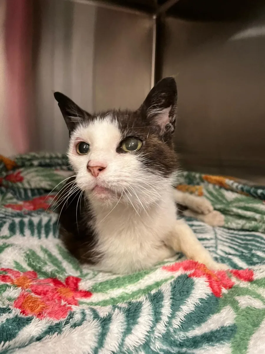 Minnie 5yo female cat - Image 1
