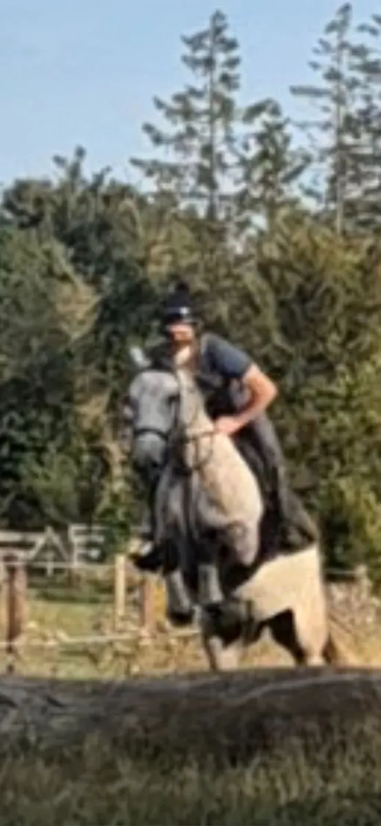 Connara cross 4 year old gelding - Image 1