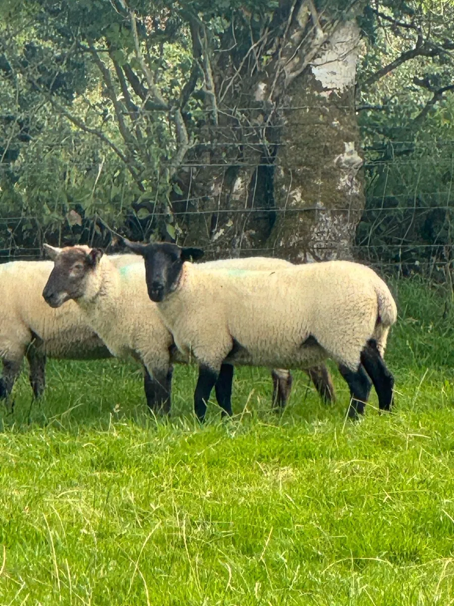 Super hoggets for sale -Suffolk/ mule / cross bred - Image 1