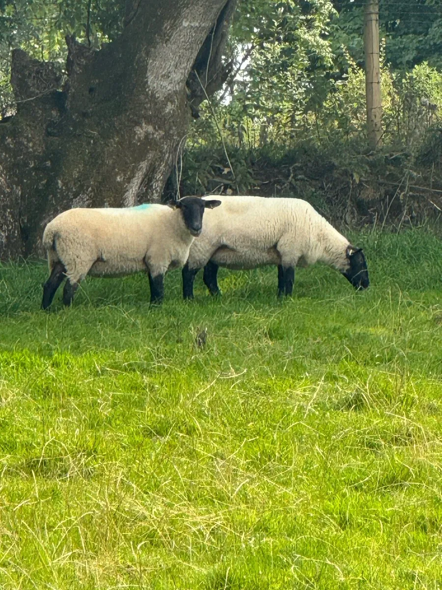 Super hoggets for sale -Suffolk/ mule / cross bred - Image 2
