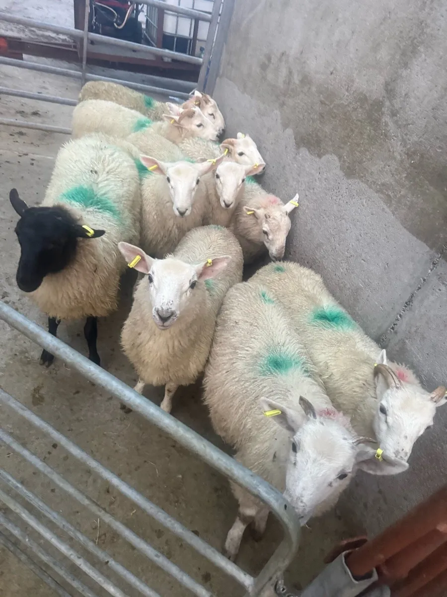⚪️ Cheviot Ram Lambs ⚪️ - Image 2