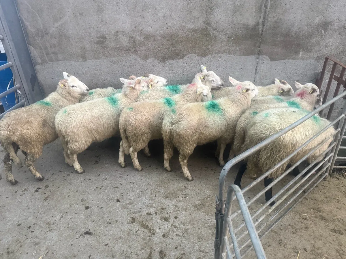 ⚪️ Cheviot Ram Lambs ⚪️ - Image 3