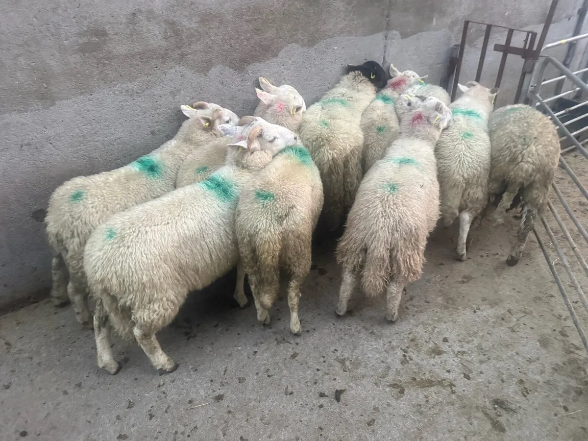 ⚪️ Cheviot Ram Lambs ⚪️ - Image 4