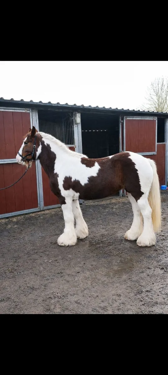 Pony for sale - Image 2