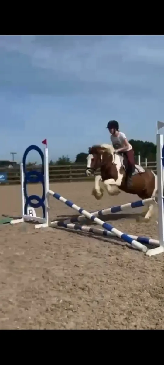 Pony for sale - Image 3