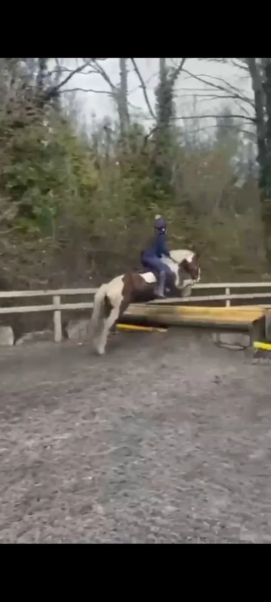 Pony for sale - Image 4
