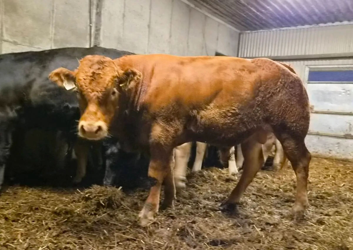 Weanling Bulls For Ennis Show and Sale - Image 2
