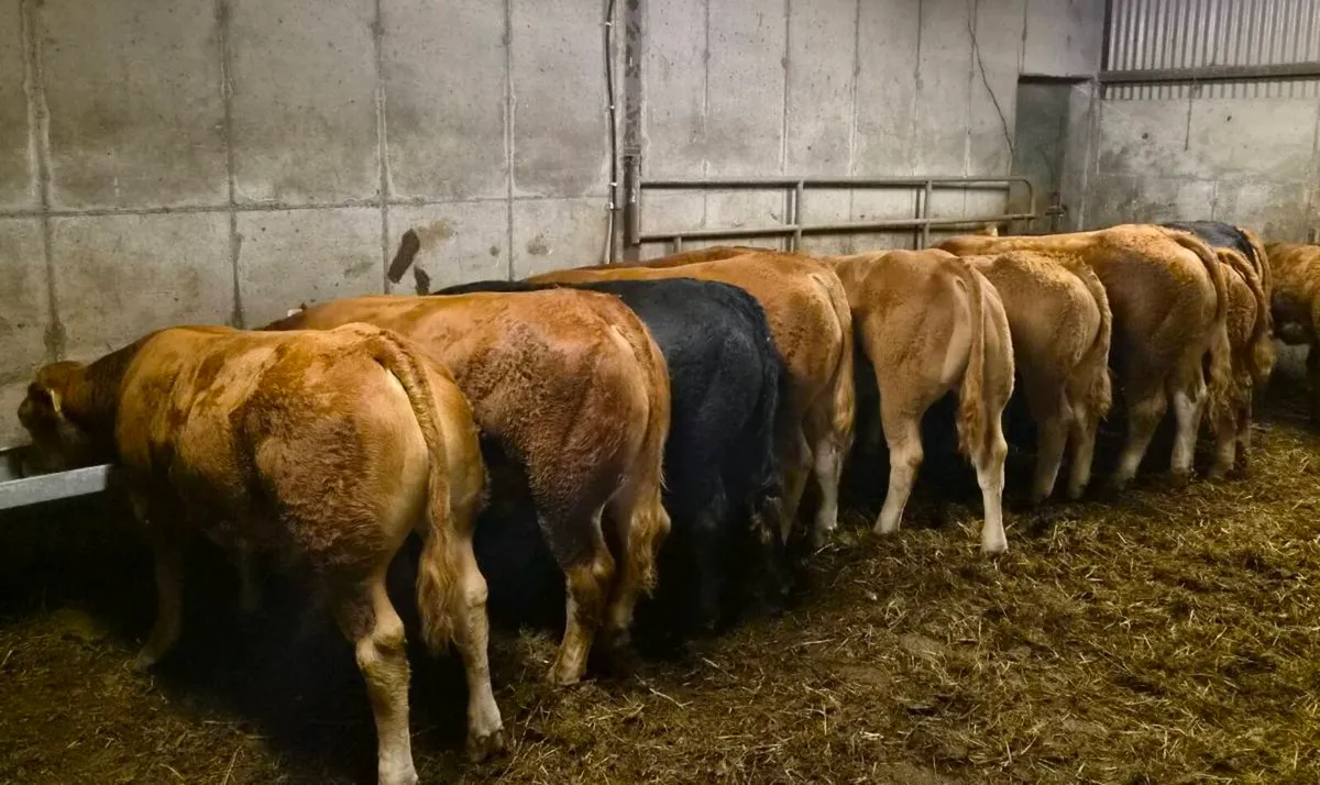 Weanling Bulls For Ennis Show and Sale - Image 3
