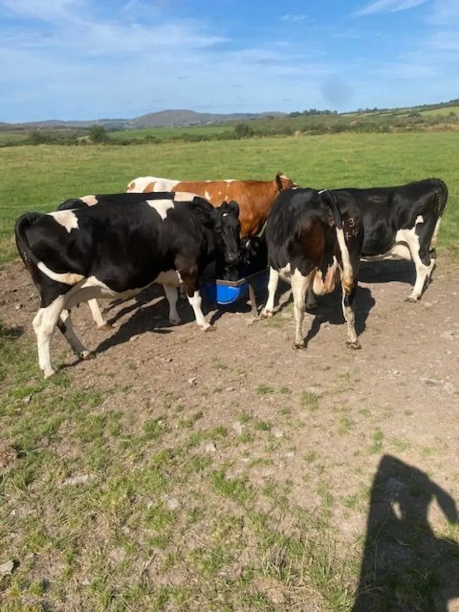 Fat dry cows - Image 1