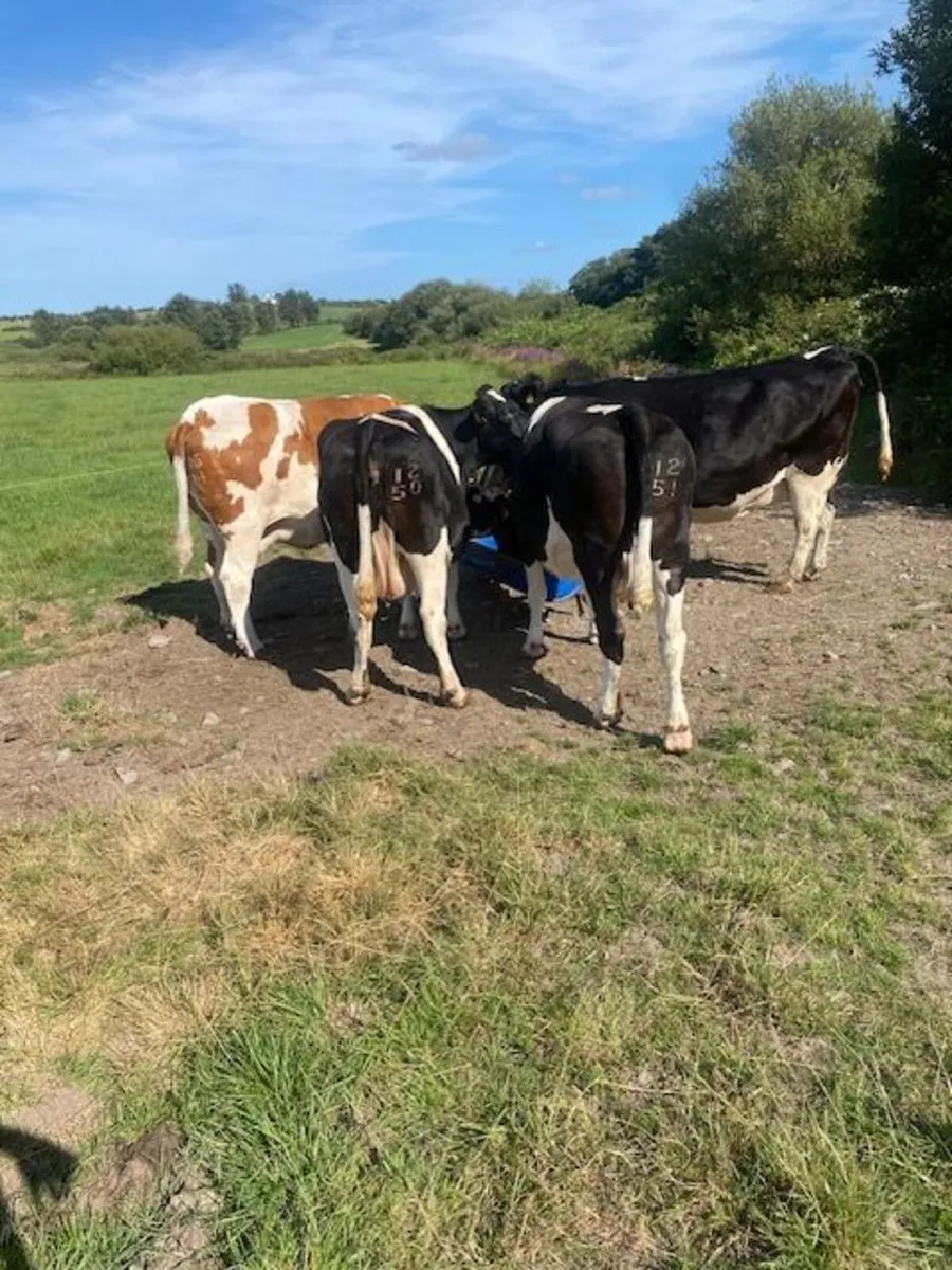 Fat dry cows - Image 2