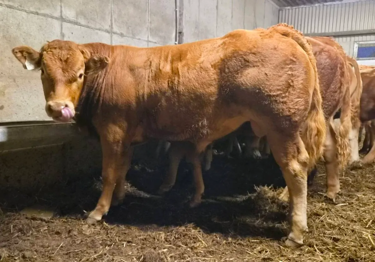Weanling Bulls For Ennis Show and Sale - Image 1