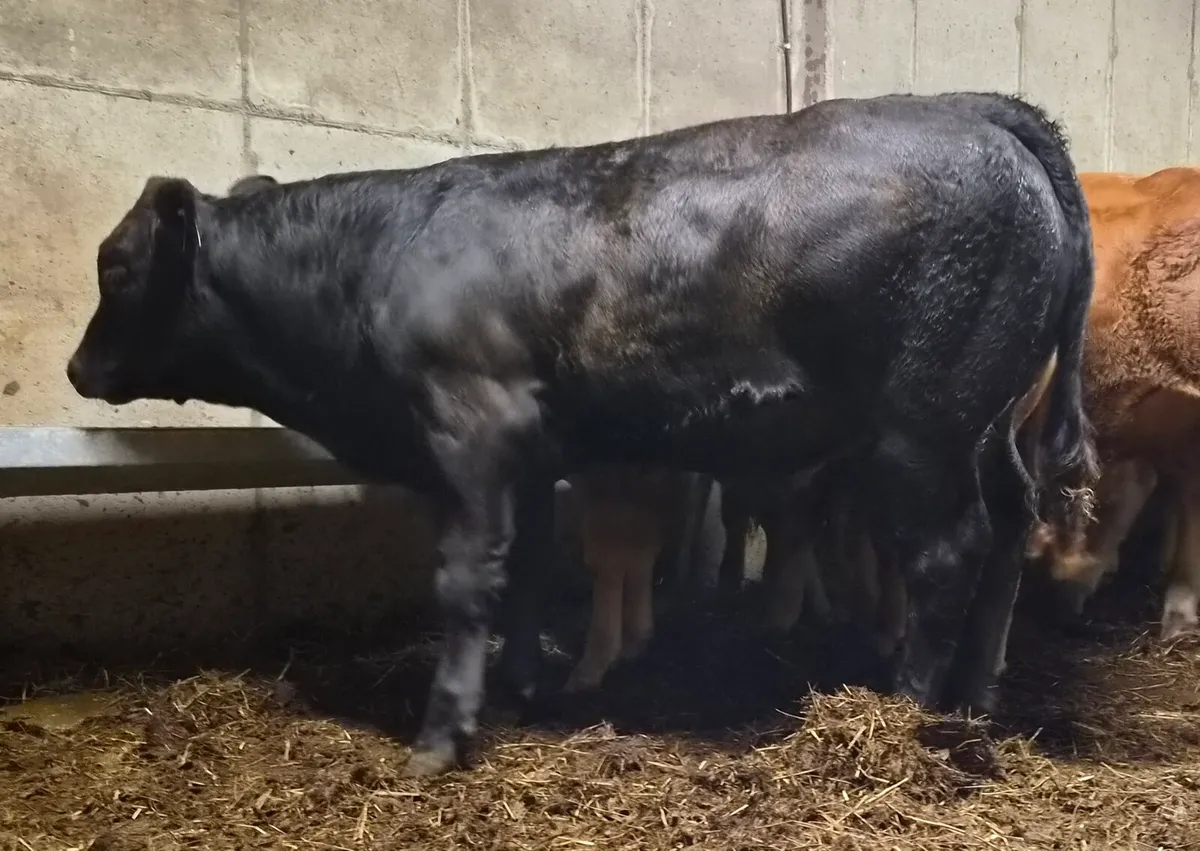 Weanling Bulls For Ennis Show and Sale - Image 4
