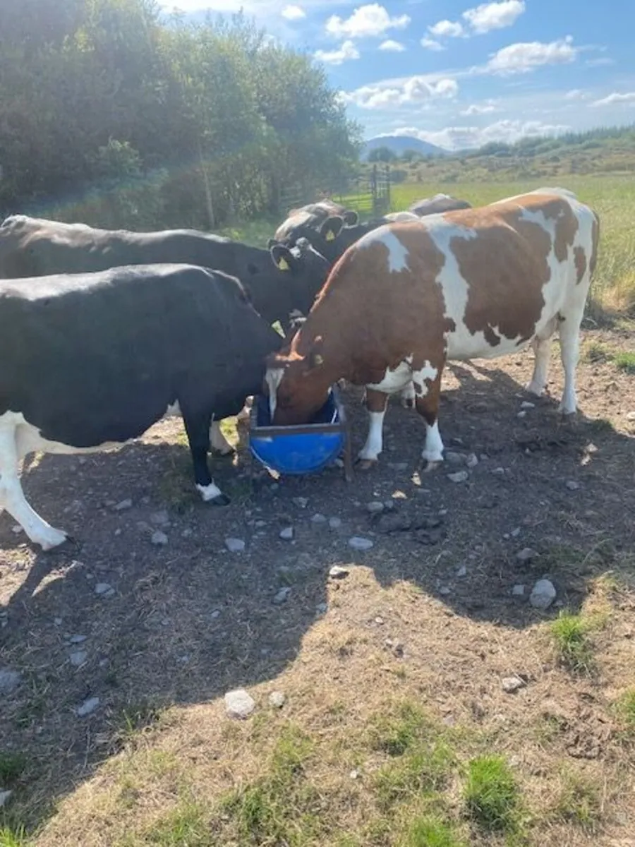 Fat dry cows - Image 3