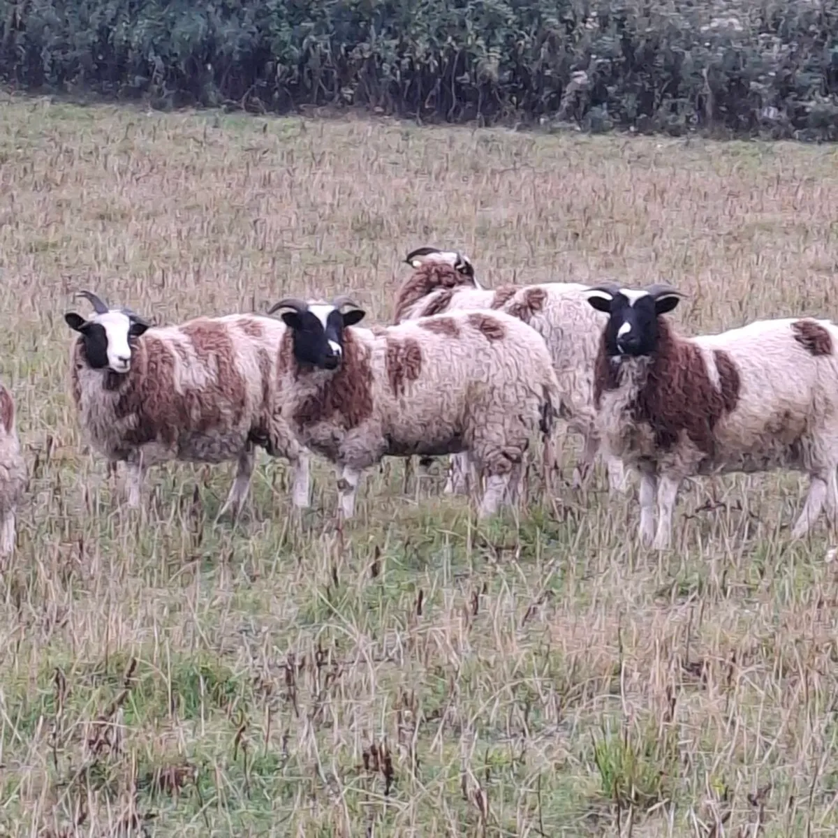 Jacob Ewe lambs - Image 2