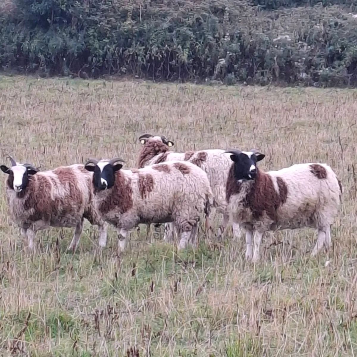 Jacob Ewe lambs - Image 3