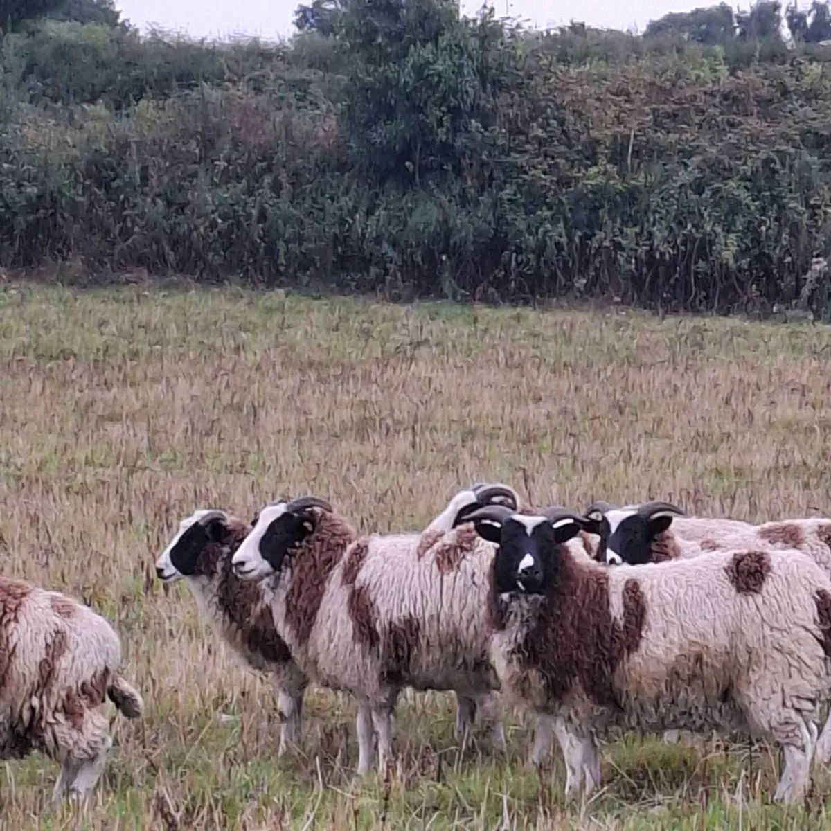 Jacob Ewe lambs - Image 4