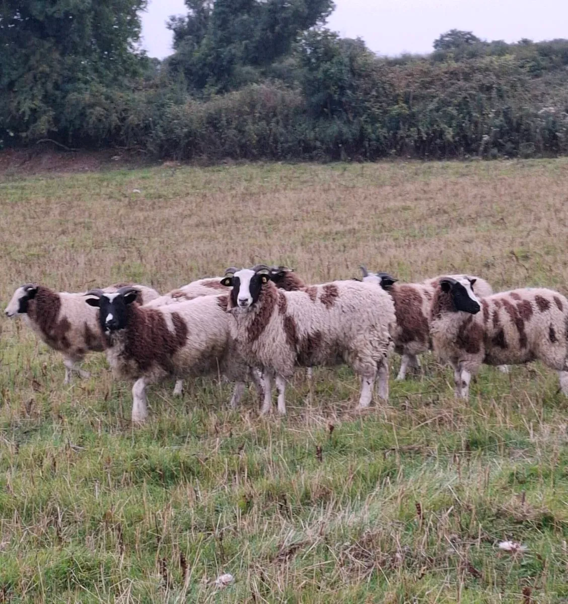 Jacob Ewe lambs - Image 1