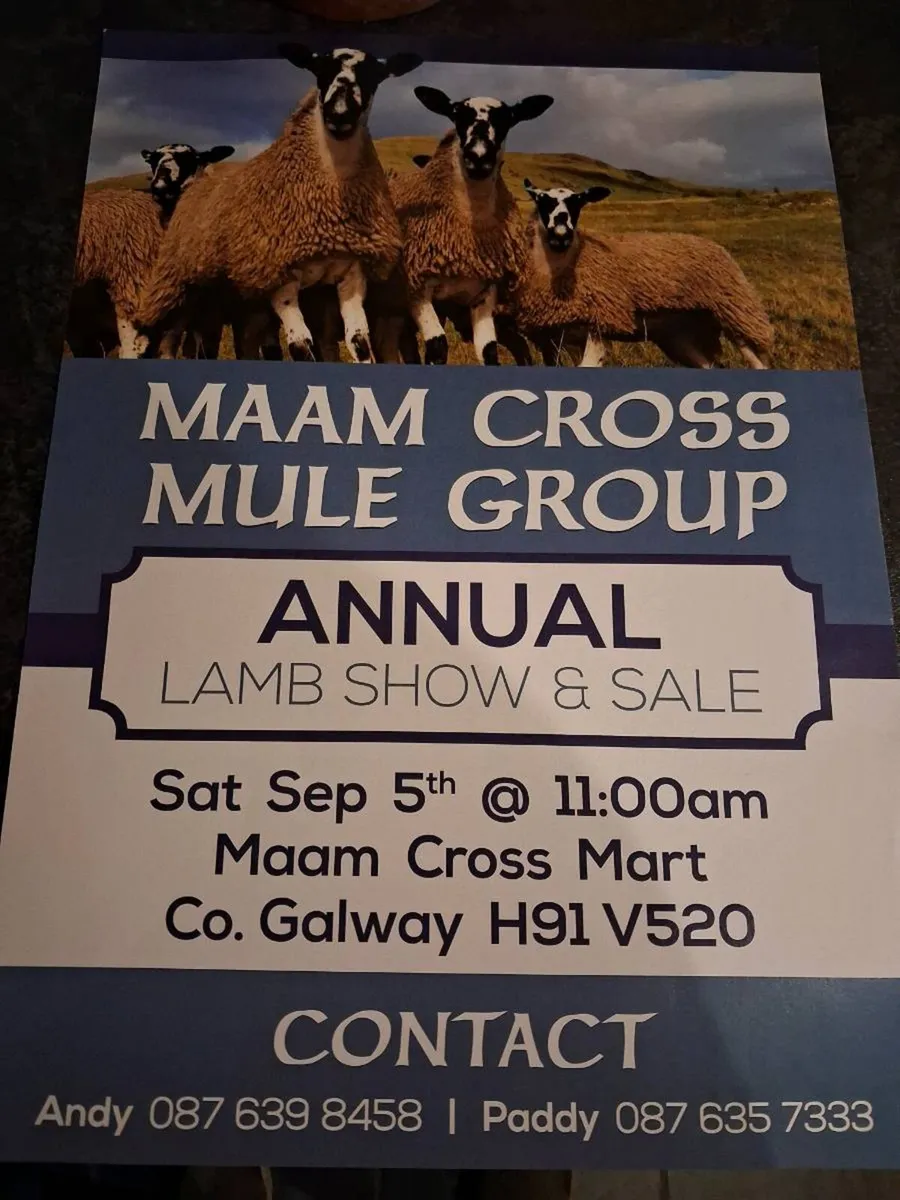 MAAM CROSS MULE - Image 4