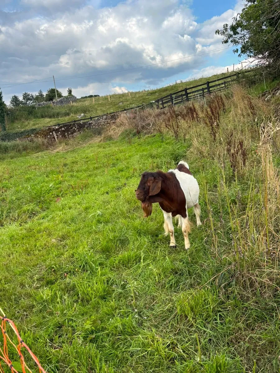 Male Boer Goat - Image 1