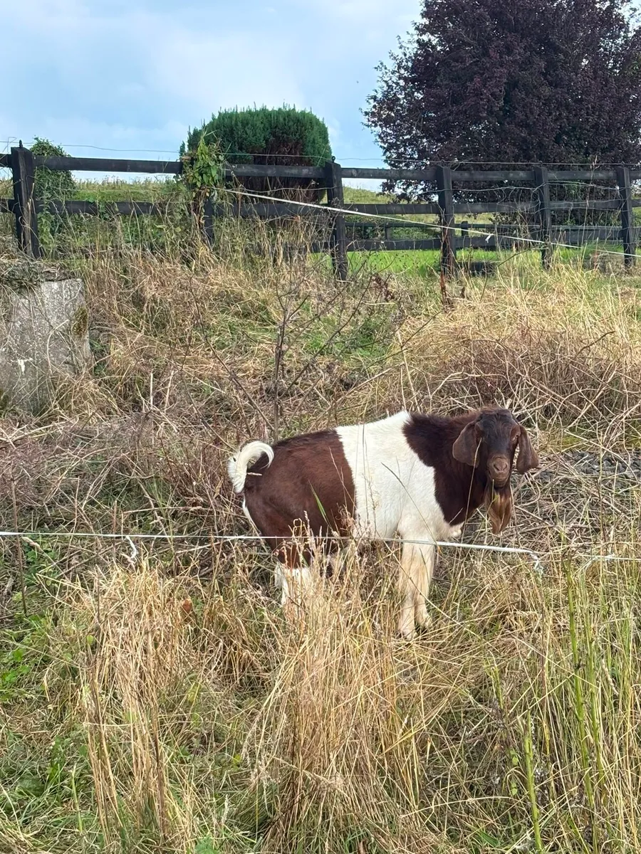 Male Boer Goat - Image 2