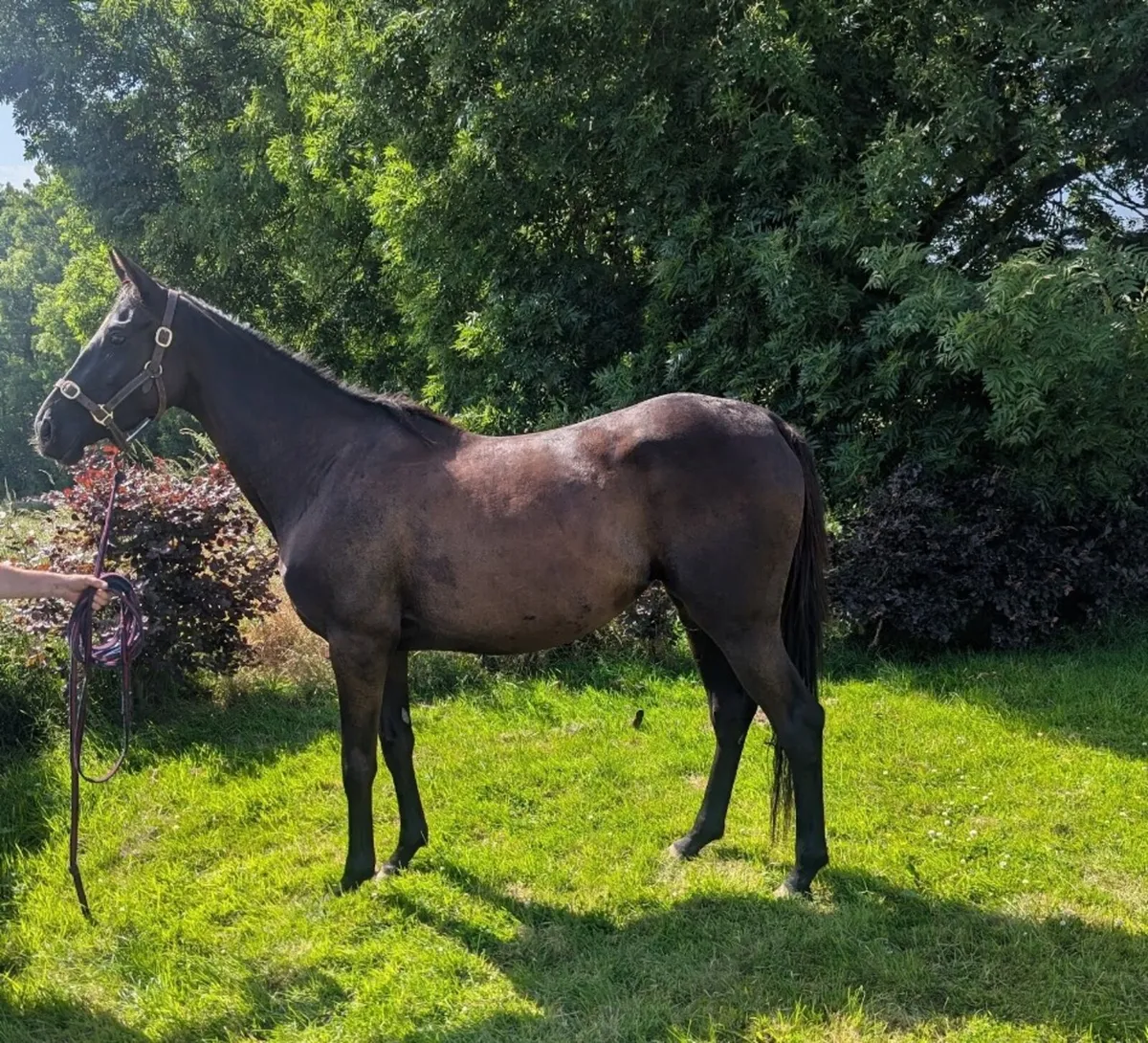 3yr old filly by Dee Ex Bee - Image 1
