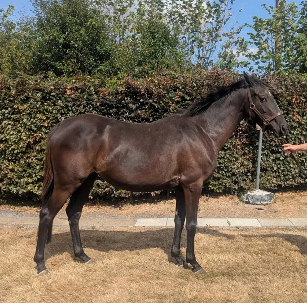 3yr old filly by Dee Ex Bee - Image 2