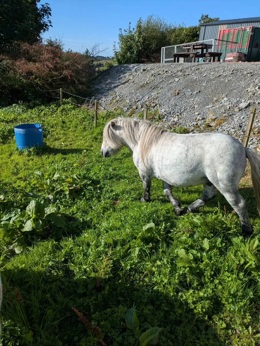 BEAUTIFUL FALABELLA PONY  STALLION - Image 2