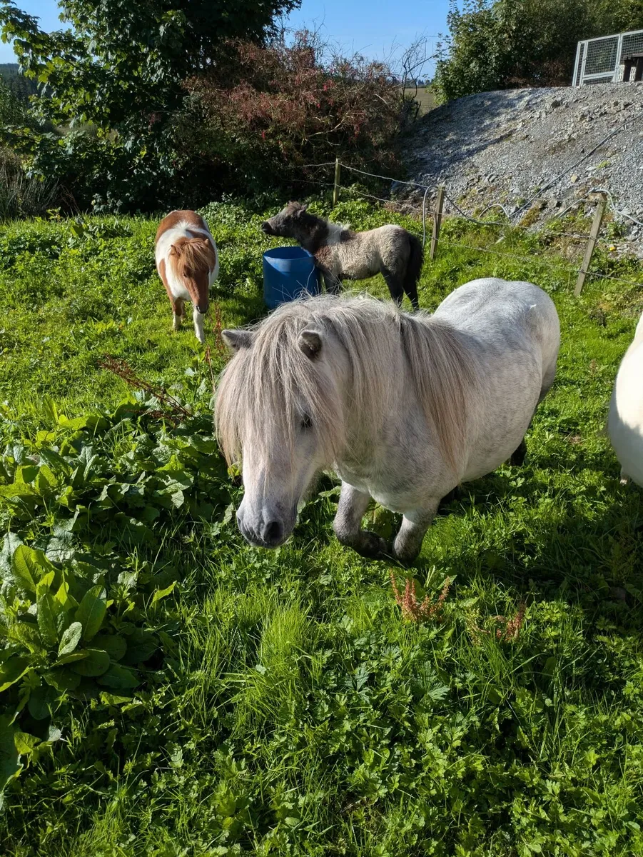 BEAUTIFUL FALABELLA PONY  STALLION - Image 3