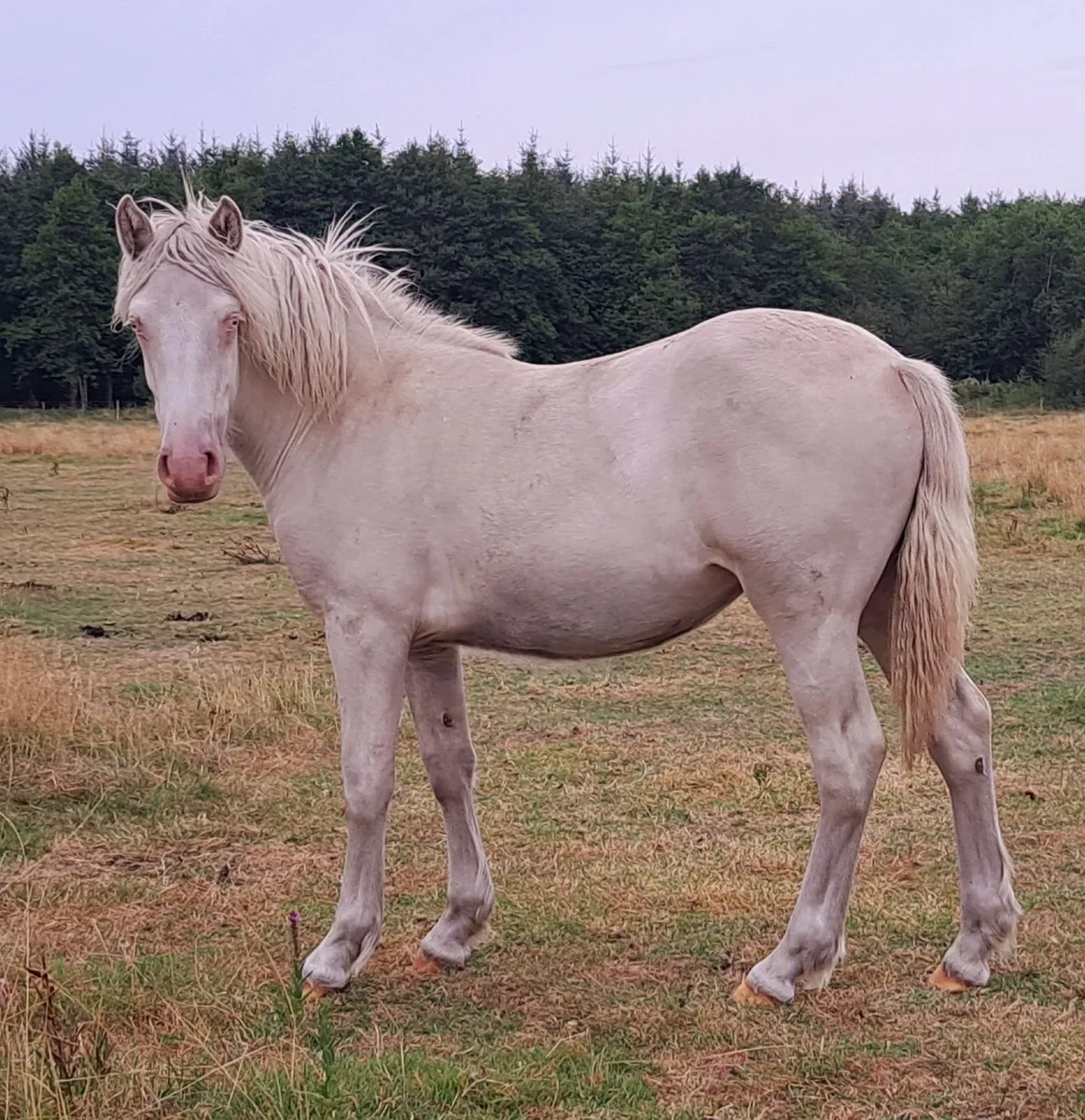 Big Cremello Filly - Image 3