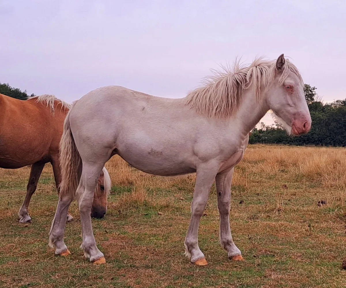Big Cremello Filly - Image 1