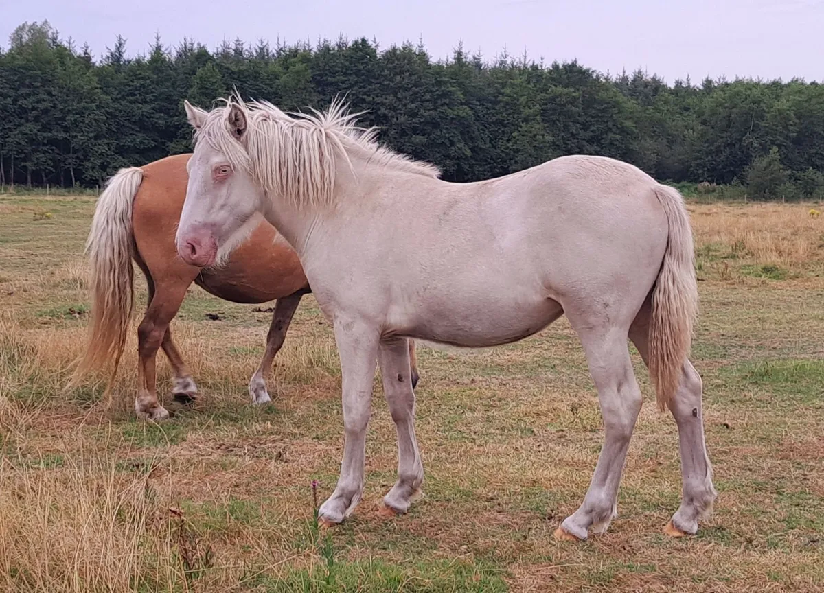 Big Cremello Filly - Image 4